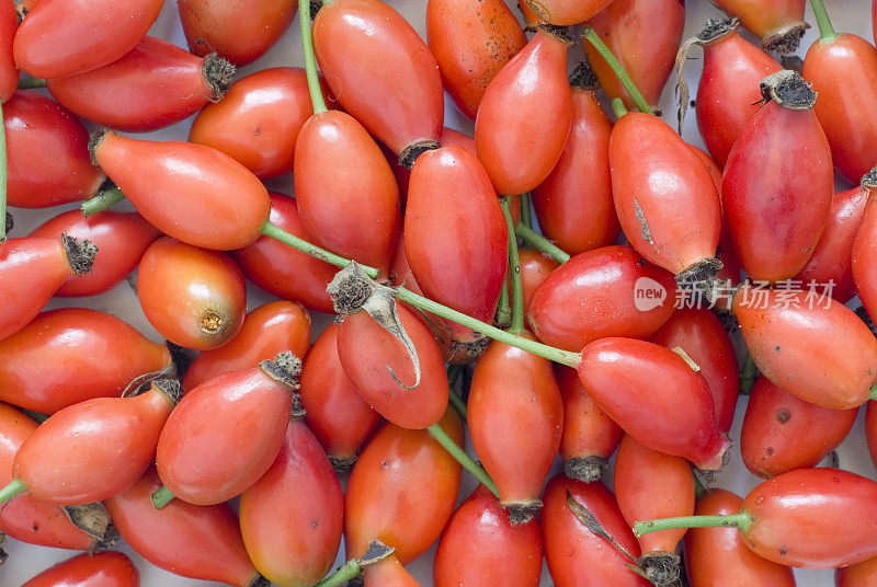 蔷薇果(Rosa rubiginosa)在全框架